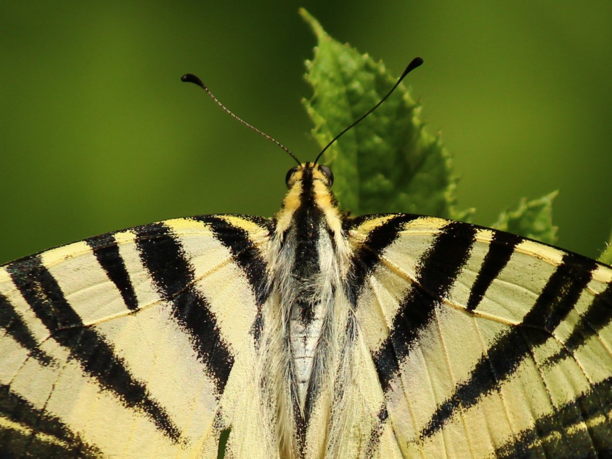 Бабочки Махаон и Подалирий