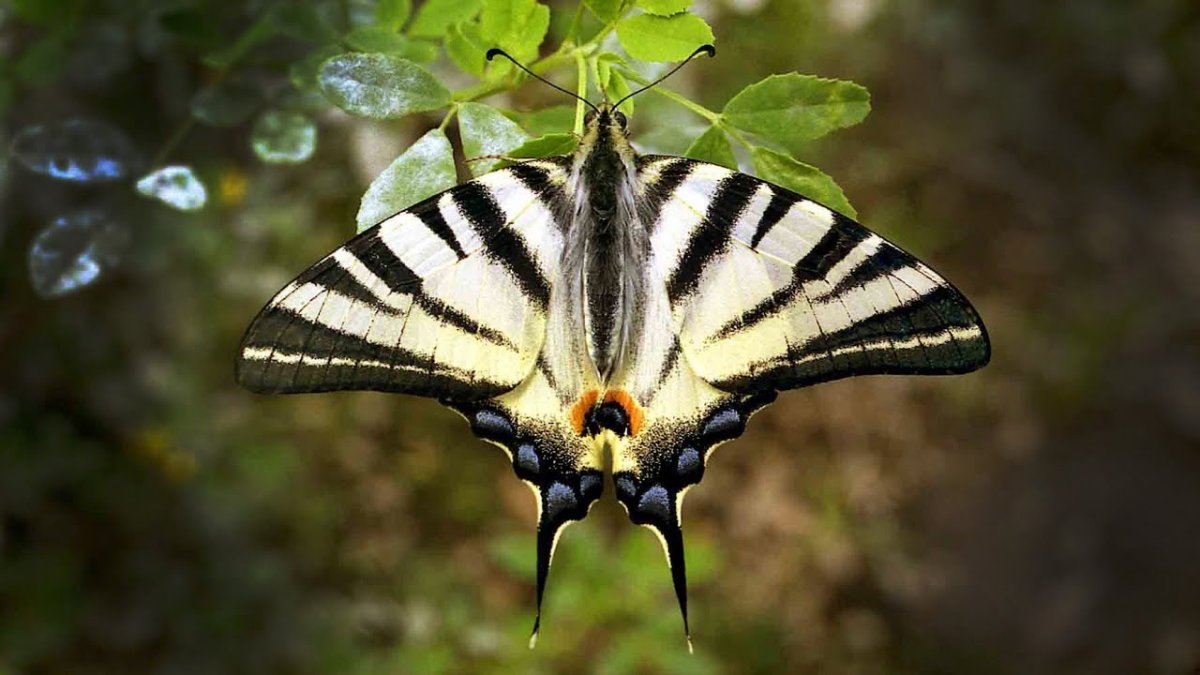 Бабочки Махаон и Подалирий