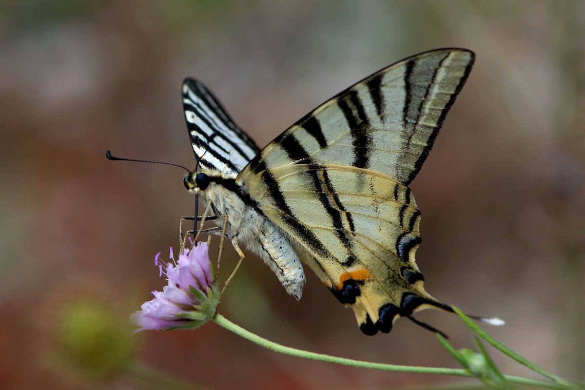 Бабочка Подалирий образ жизни
