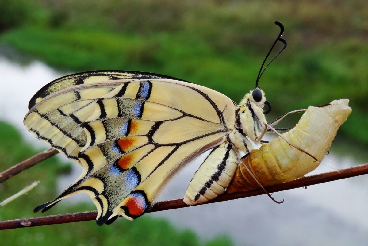 Махаон парусник гусеница