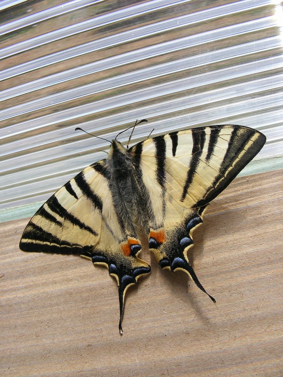 Бабочка парусник Подалирий