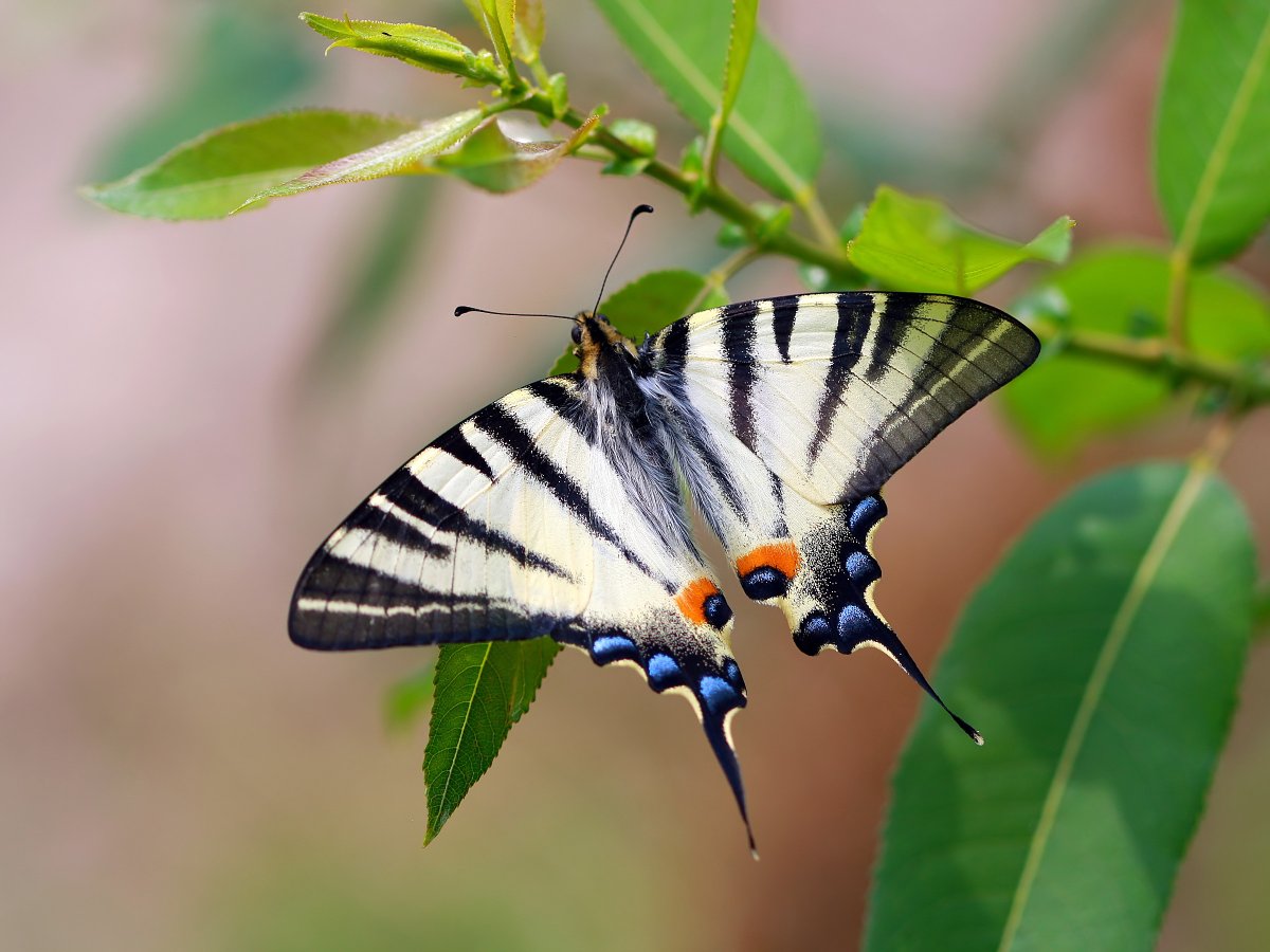 Подалирий (Iphiclides podalirius)