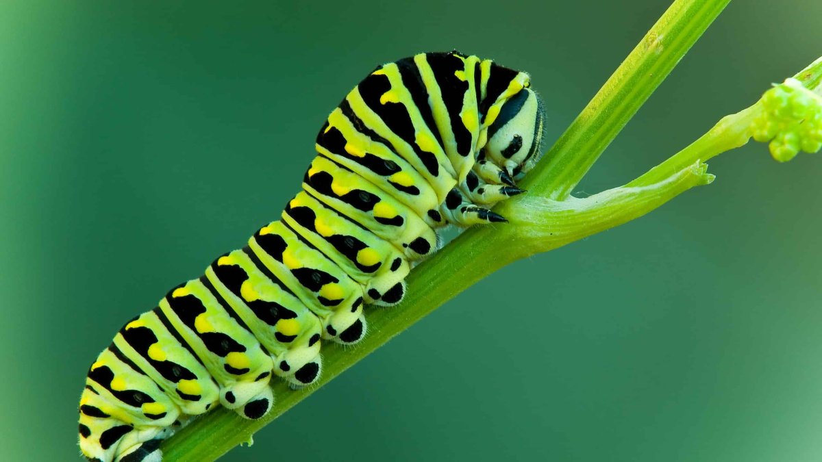 Оранжевые личинки Махаона