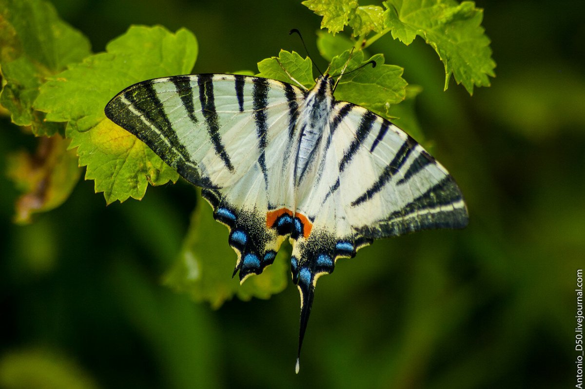 Бабочка Махаон Адмирал