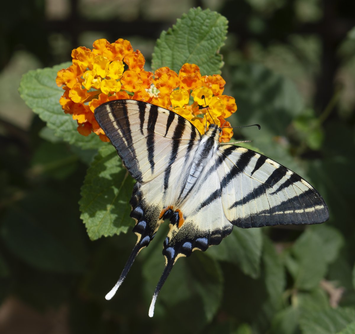 Подалирий (Iphiclides podalirius)