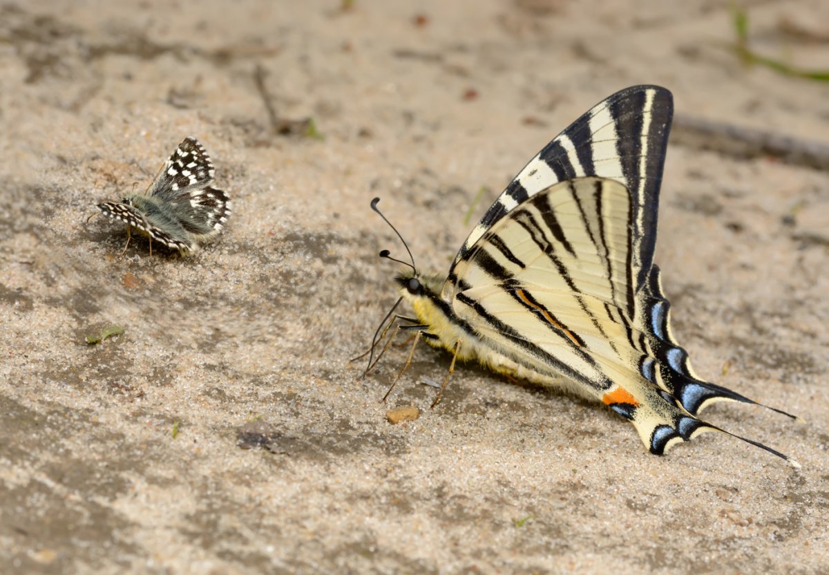 Махаон или Подалирий гусеницы