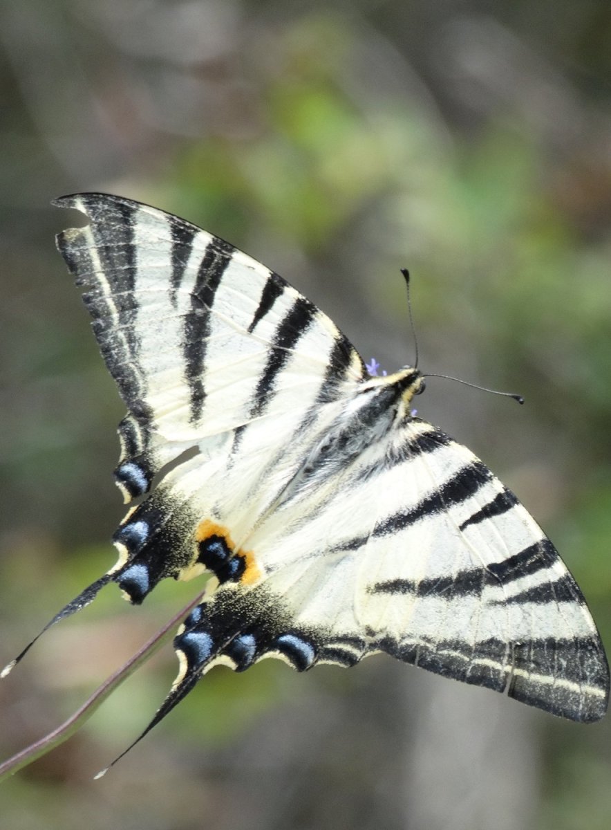 Бабочка Хвостоносец Подалирий