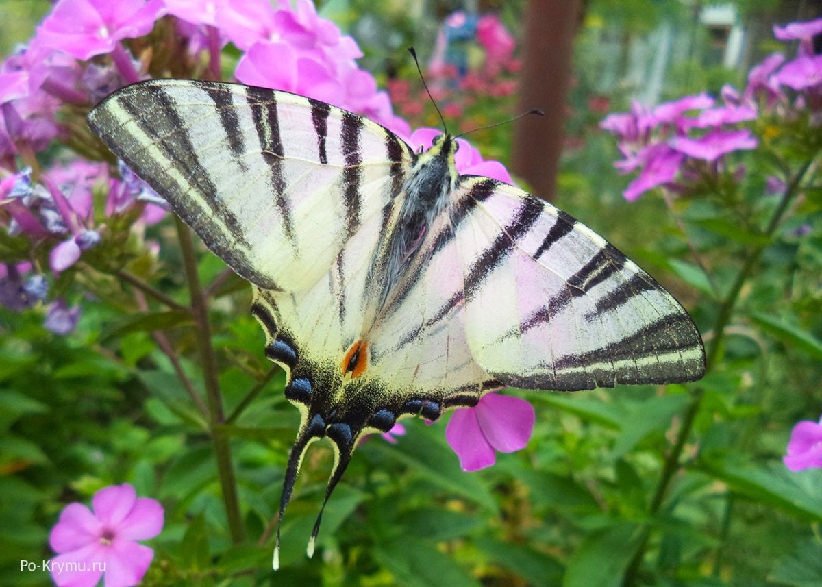 Бабочка Подалирий Крым