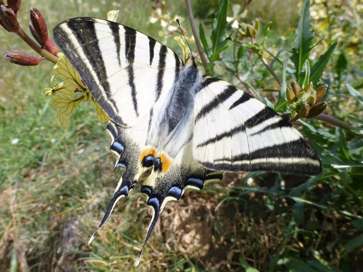 Бабочка Хвостоносец Подалирий