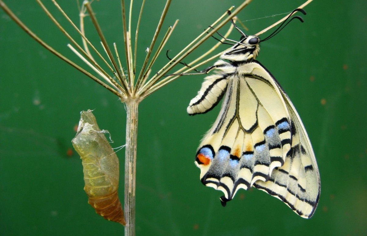 Куколка бабочки Махаон