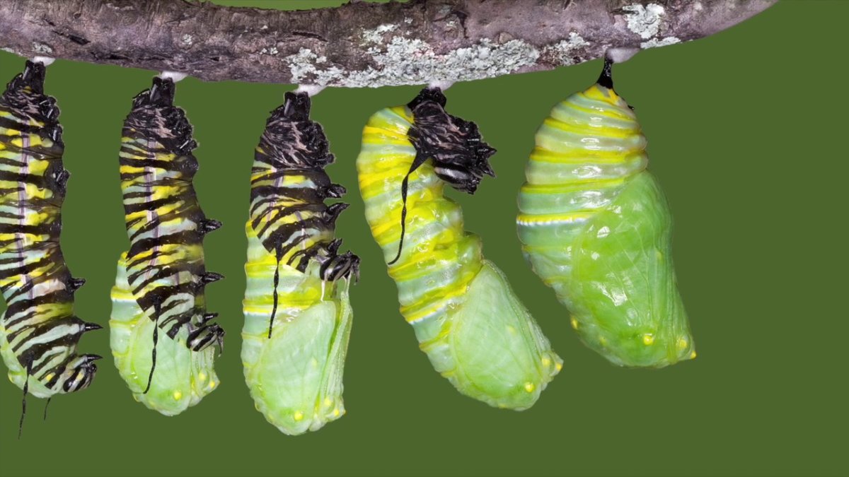 Куколка бабочки Палинур