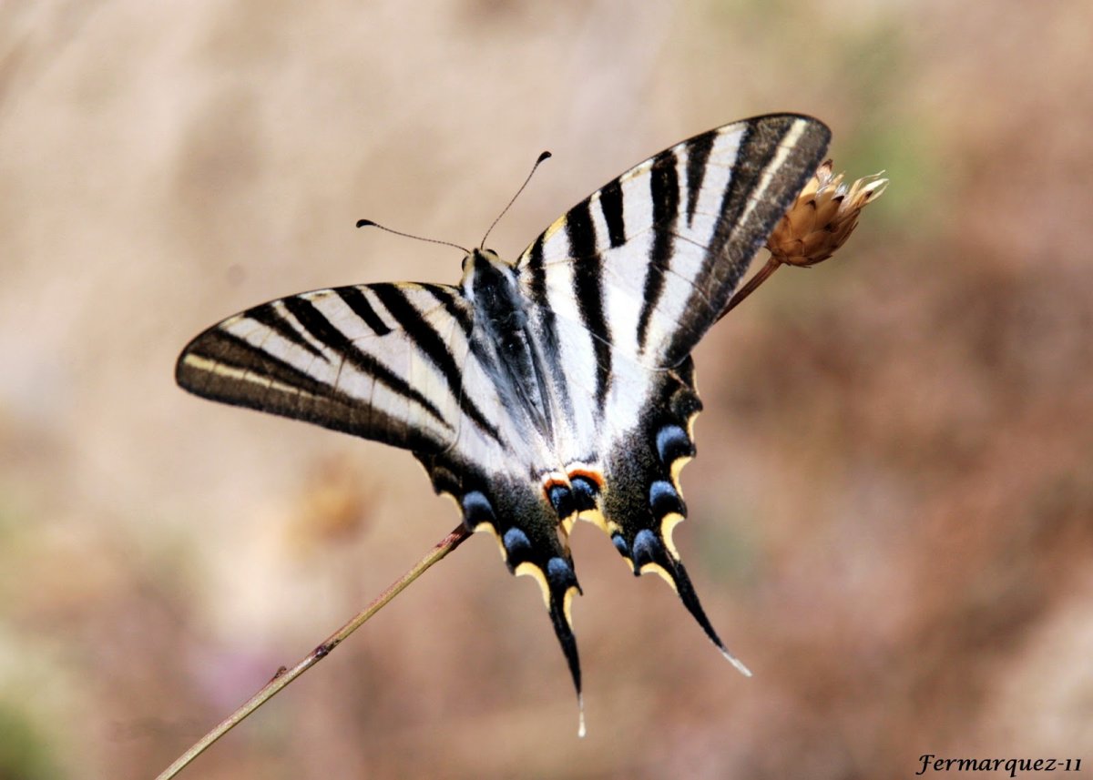 Парусник Подалирий гусеница