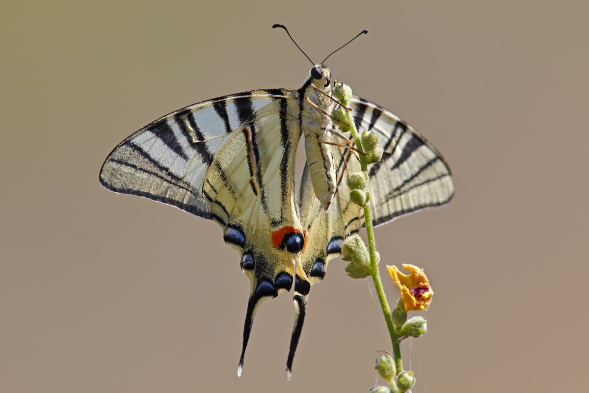 Бабочка Подалирий образ жизни