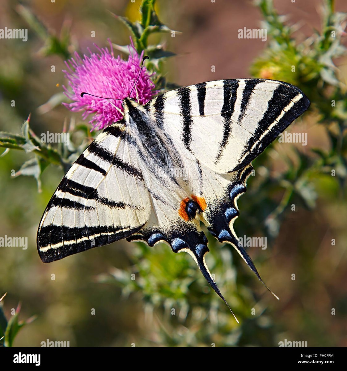 Papilio podalirius