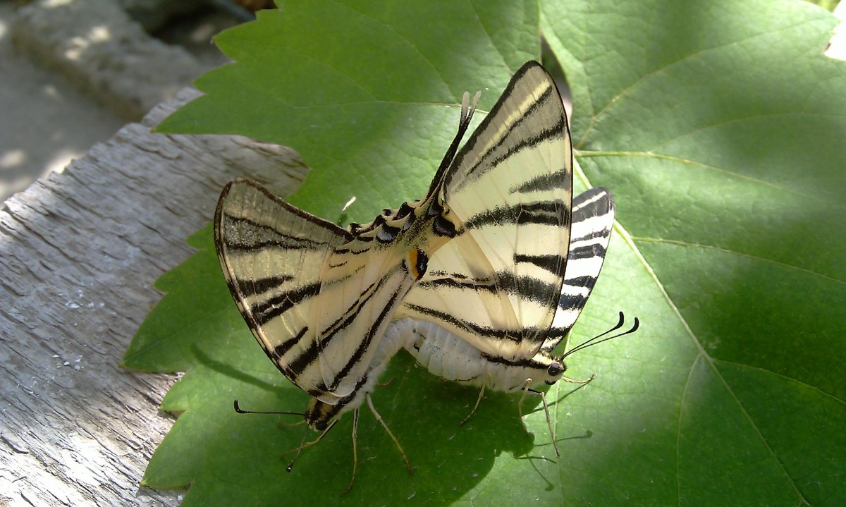 Papilio podalirius