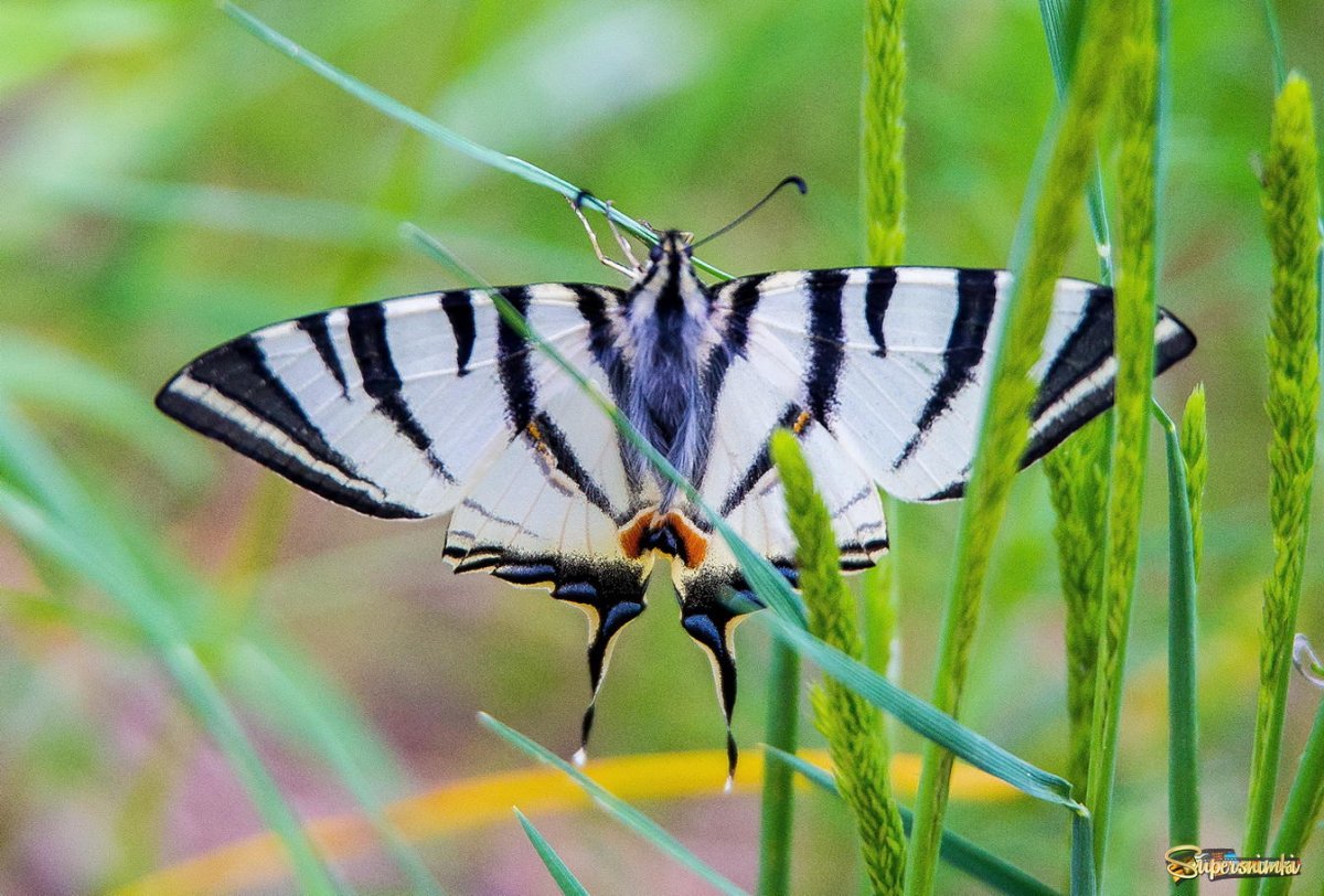 Парусник Подалирий