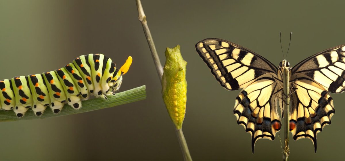 Кокон бабочки Махаон