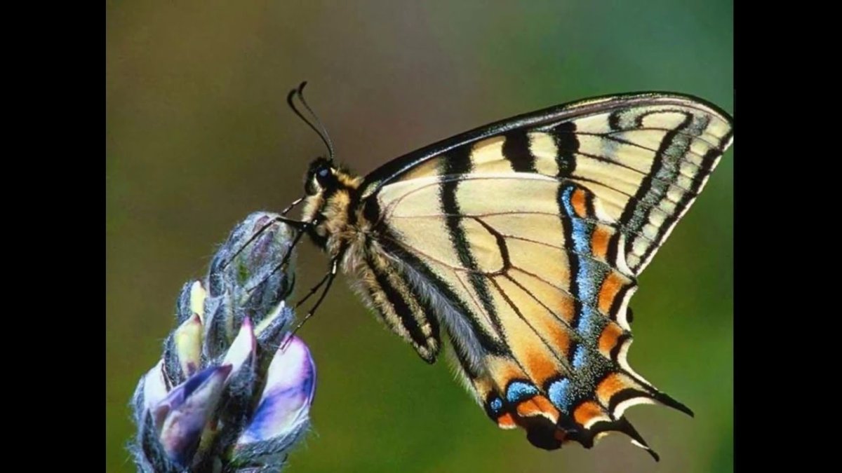 Бабочка Королек