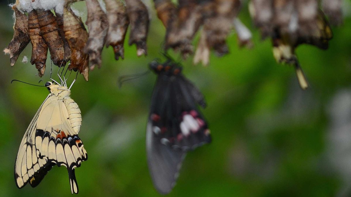 Парусник Румянцева кокон