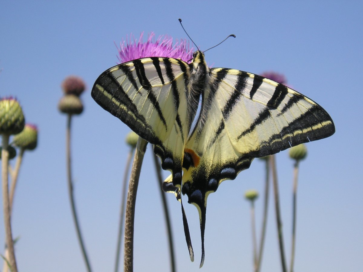 Подалирий (Iphiclides podalirius)