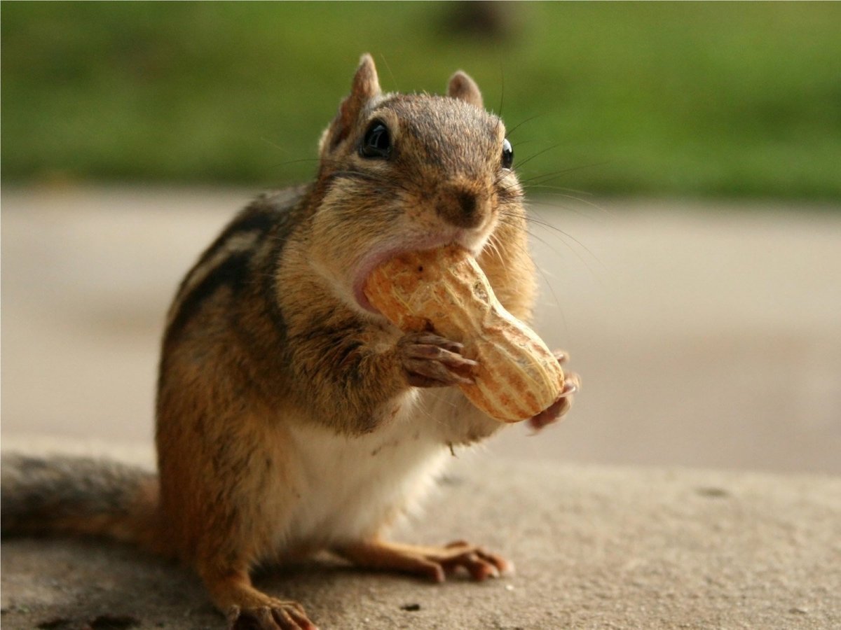 Бурундук с орехами