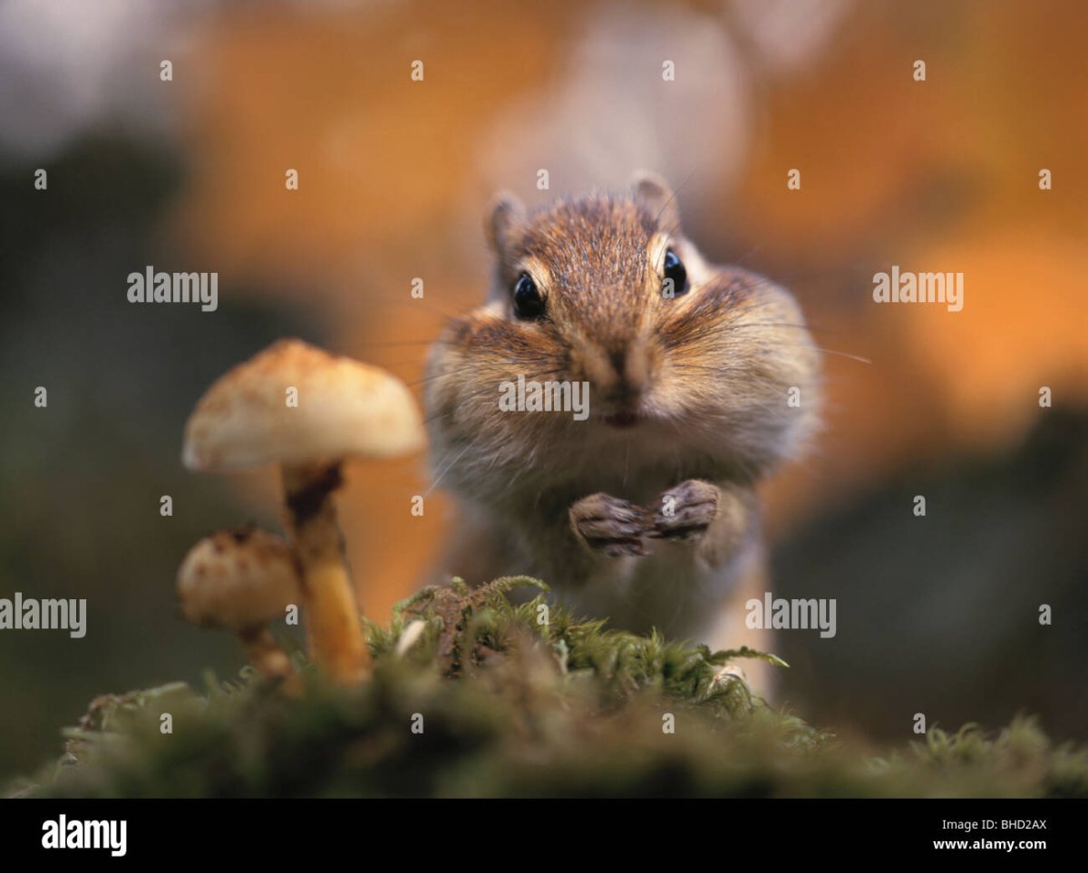 Белка с набитыми щеками