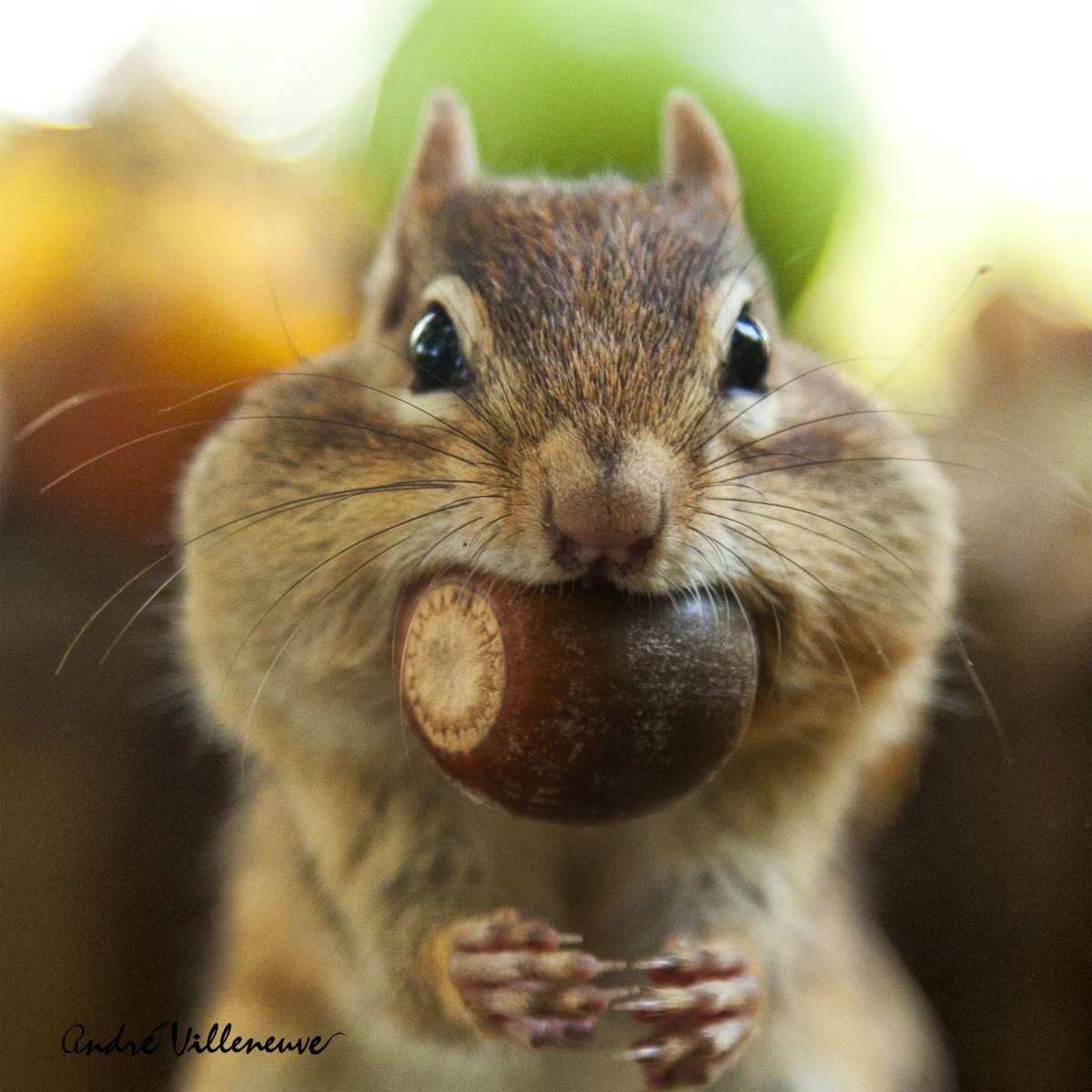 Злой бурундук