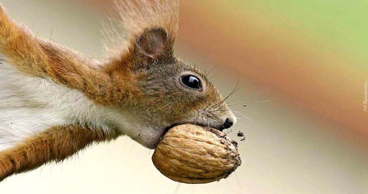 Белка с орешками смешная