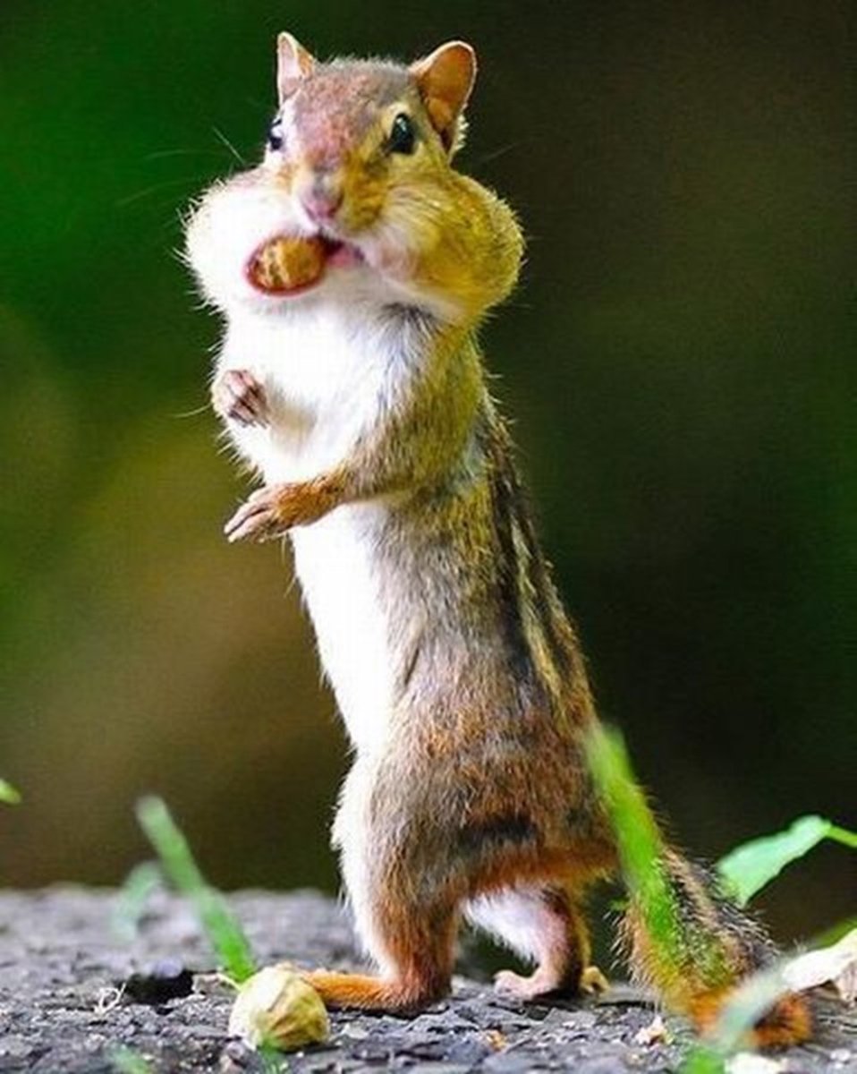 Забавные зверушки