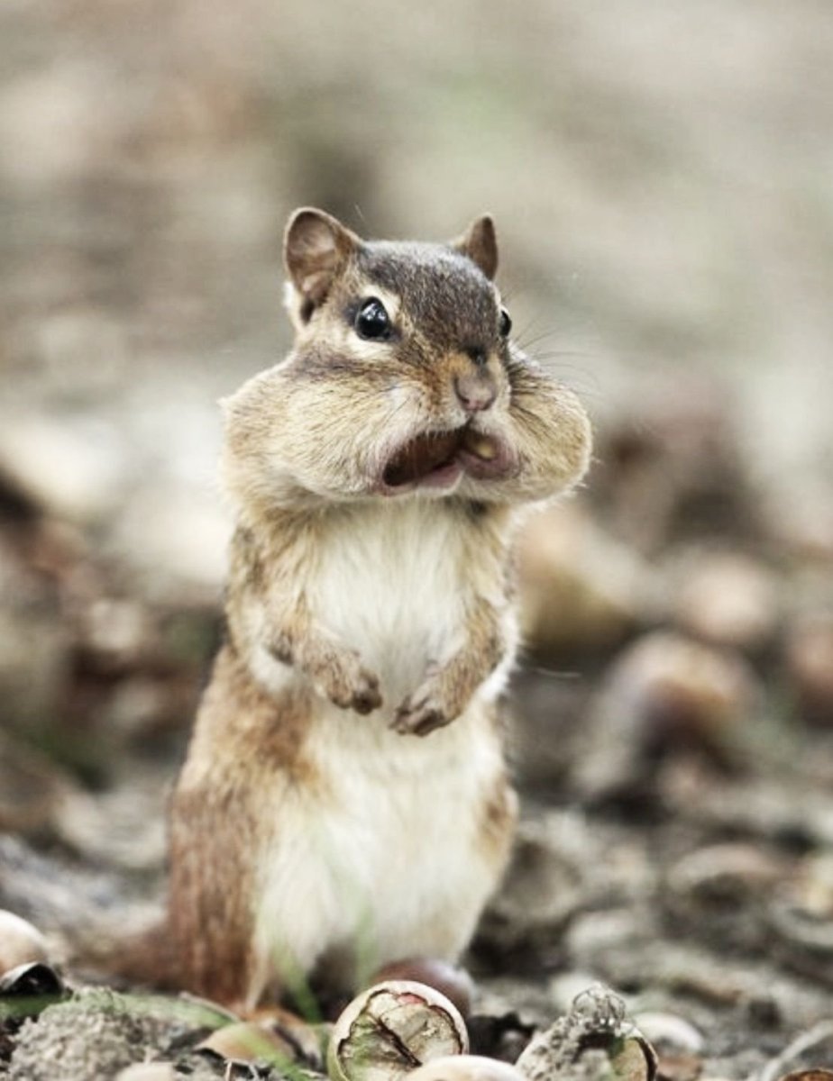 Беска с орехами за щеками