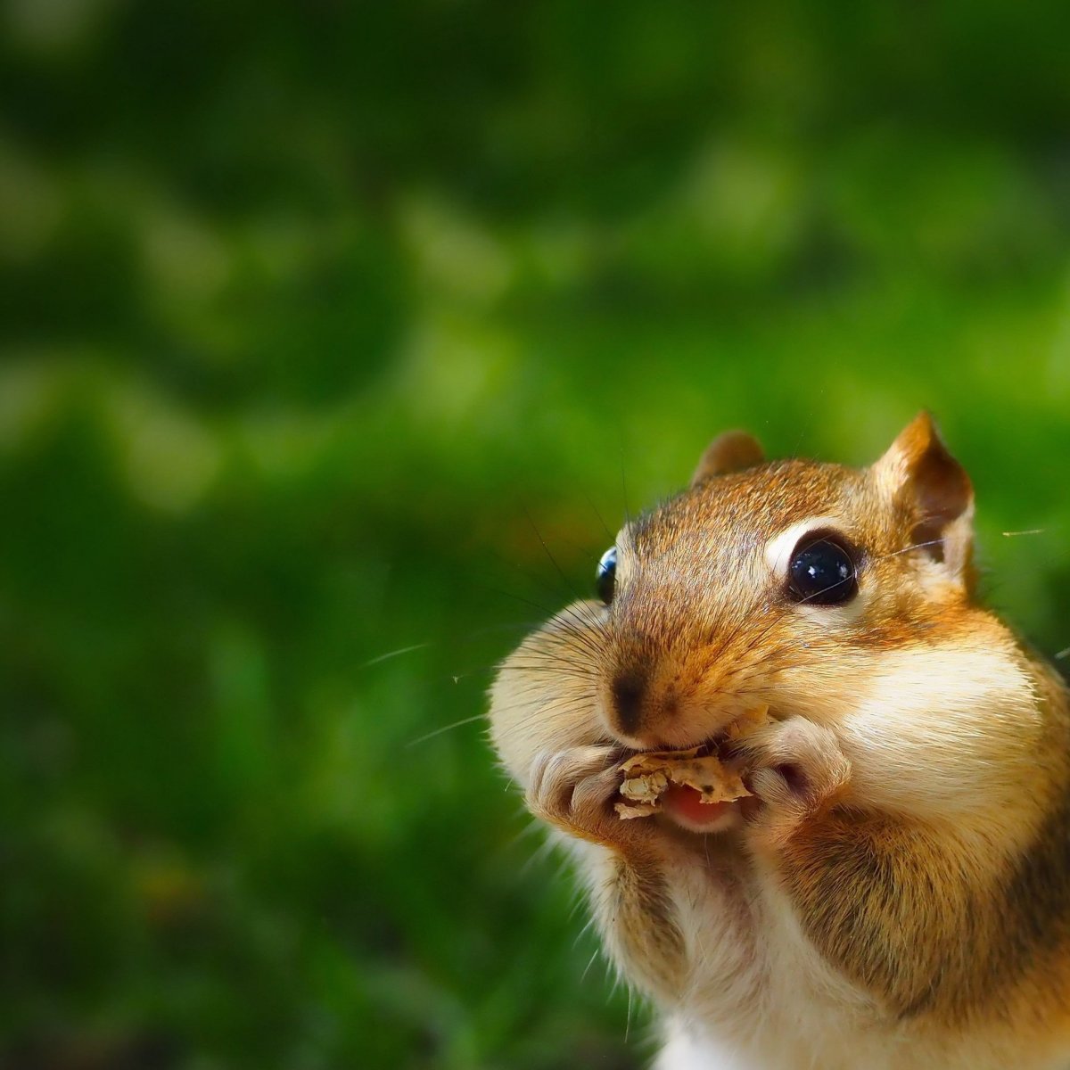 Дикий бурундук