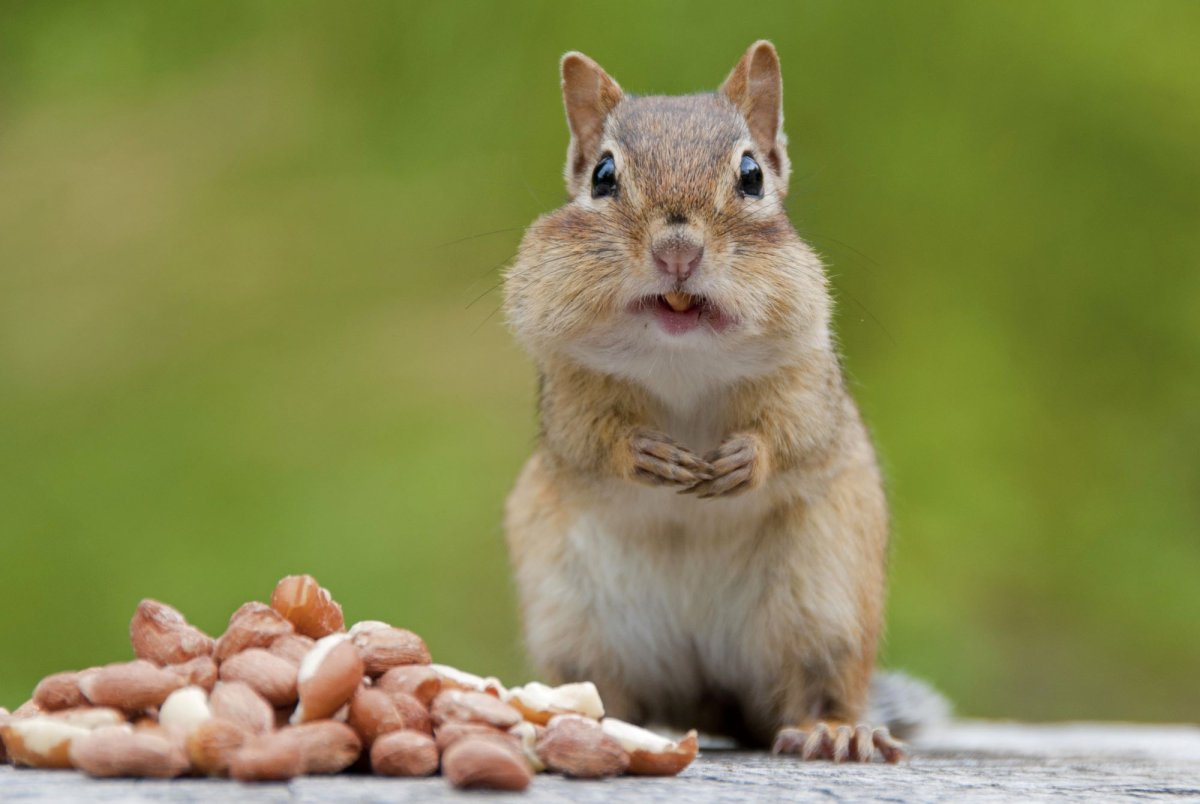 Бурундук с орехами во рту