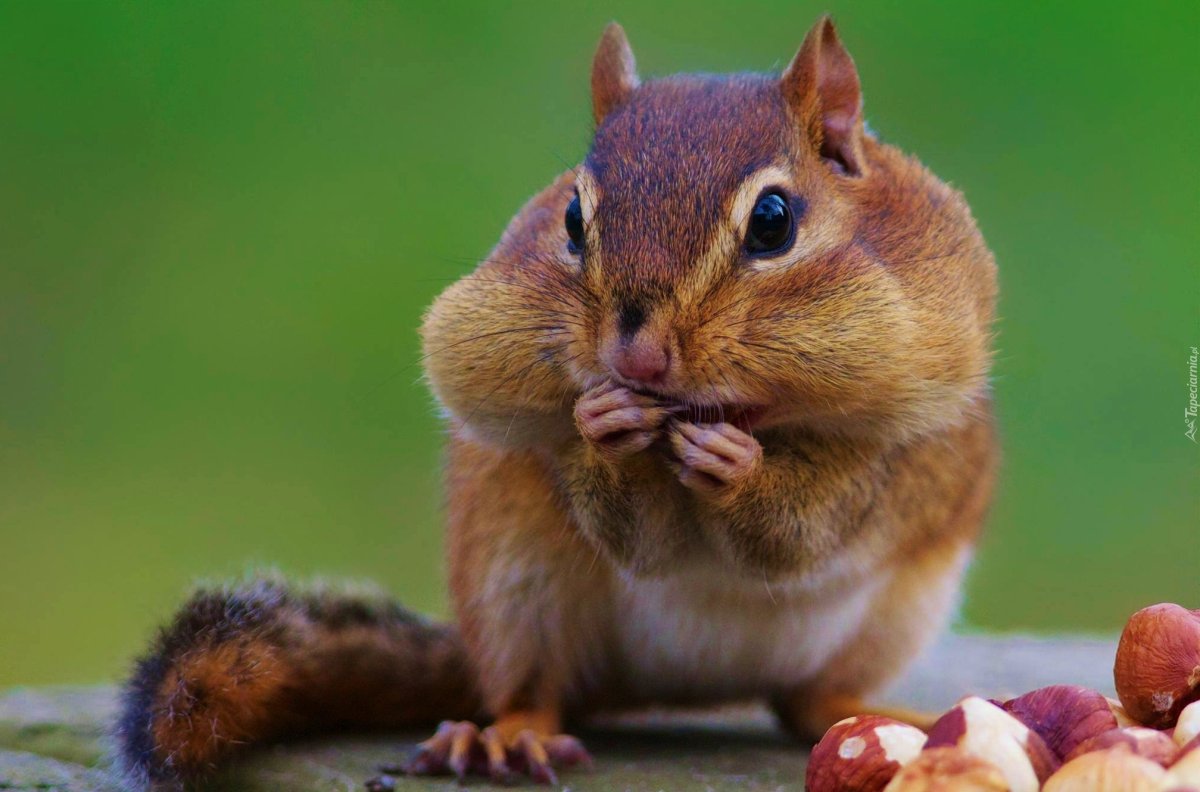 Грустный бурундук