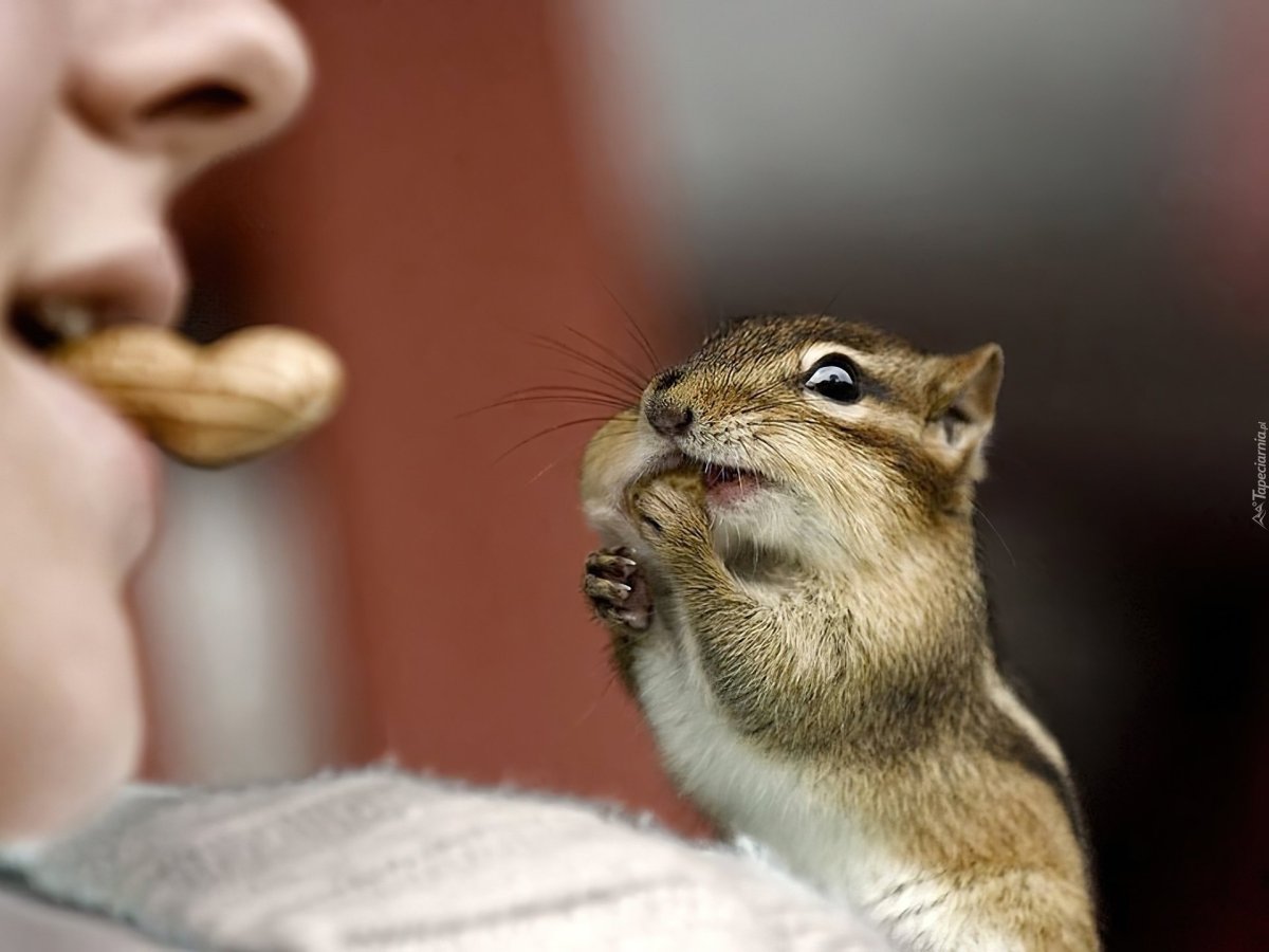 Бурундук зевает