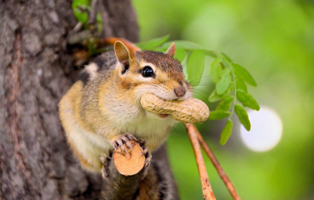 Сумчатый бурундук