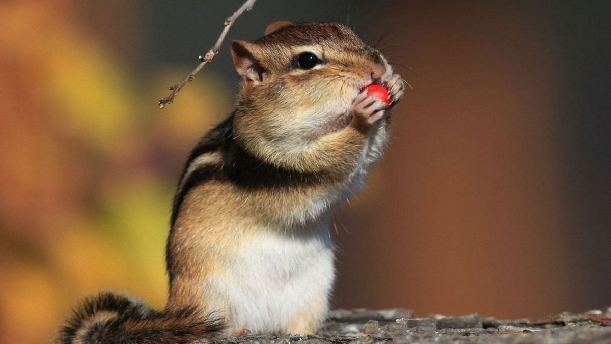 Милый бурундук