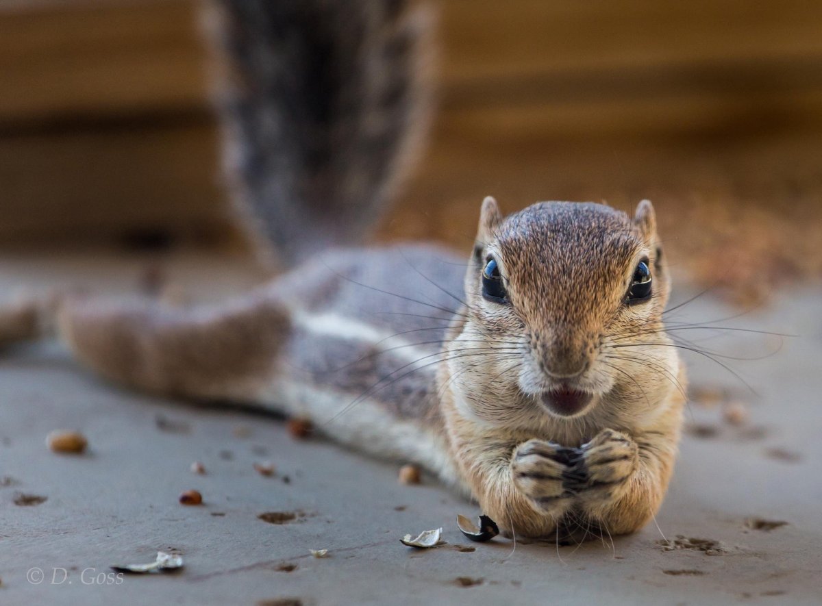 Худой бурундук