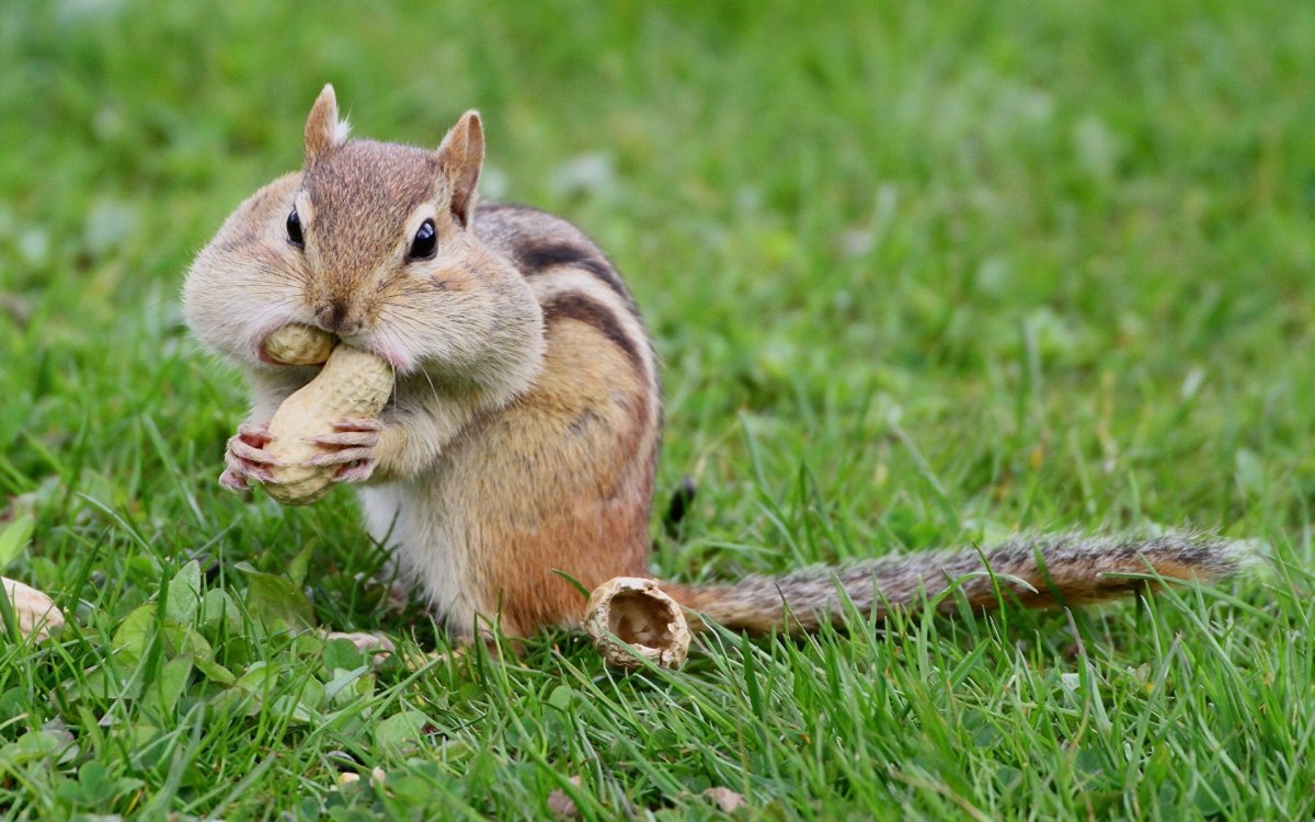 Рыжехвостый бурундук