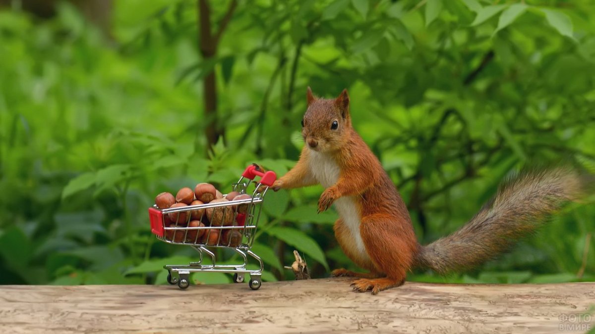 Белка с орешками