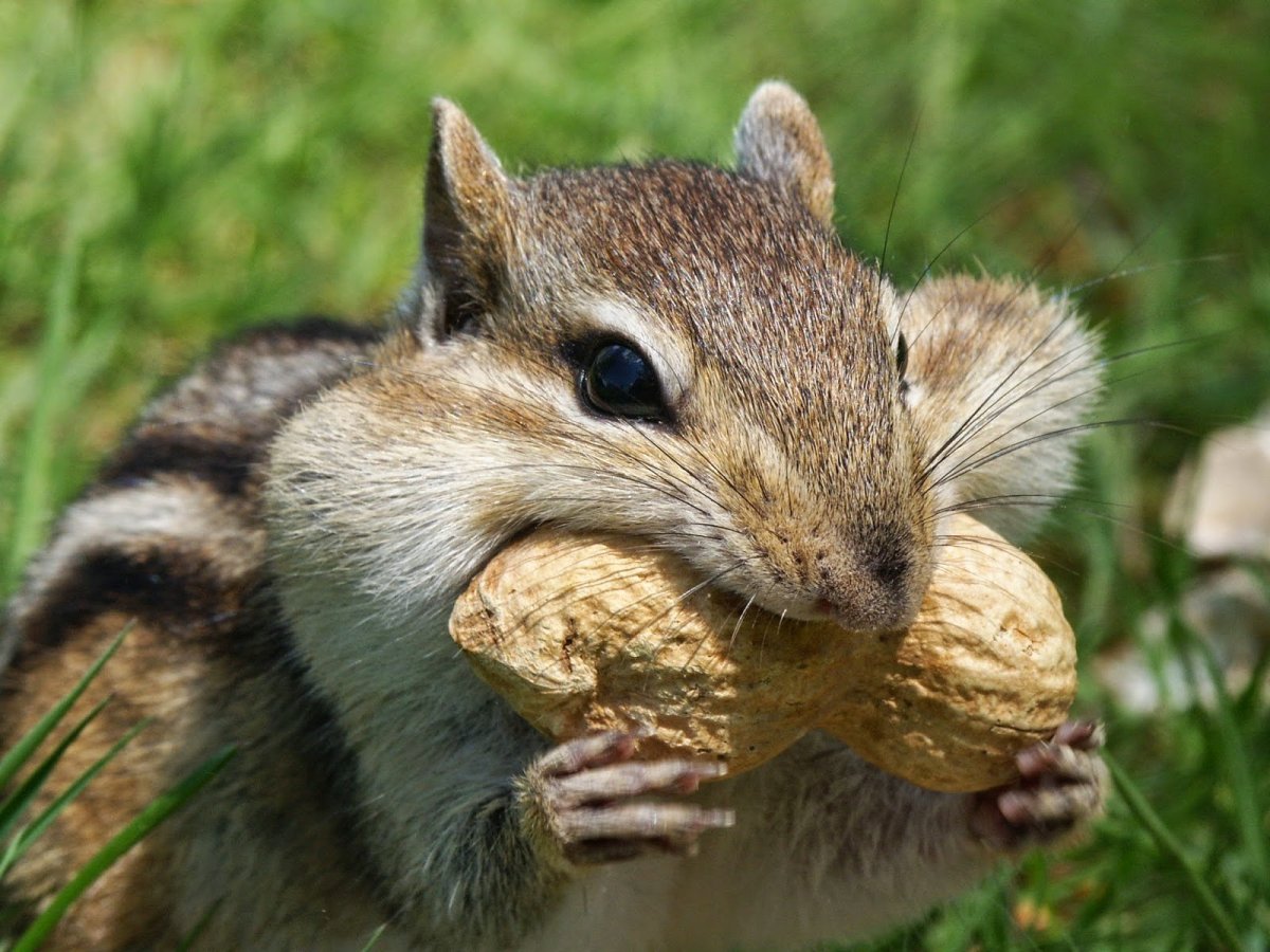 Сибирский бурундук питание