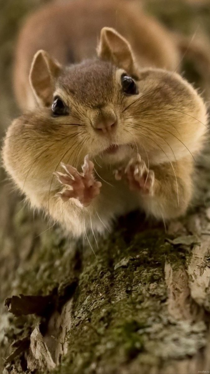 Красивый бурундук