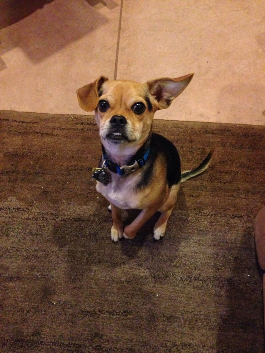 Чихуахуа кобби длинношерстный