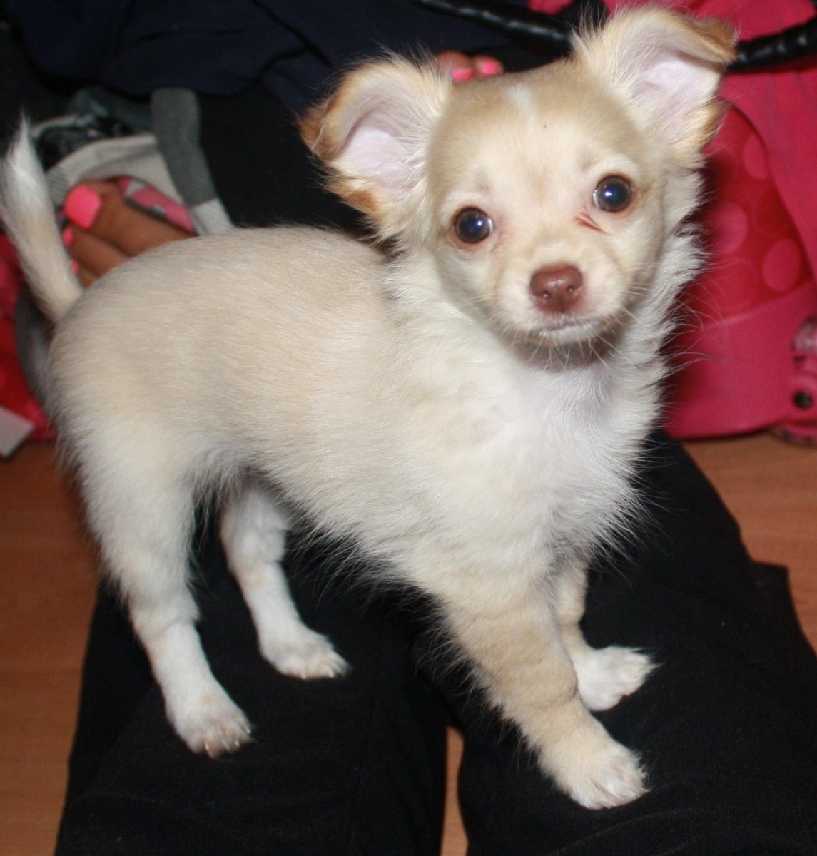 Метис чихуа и шпица