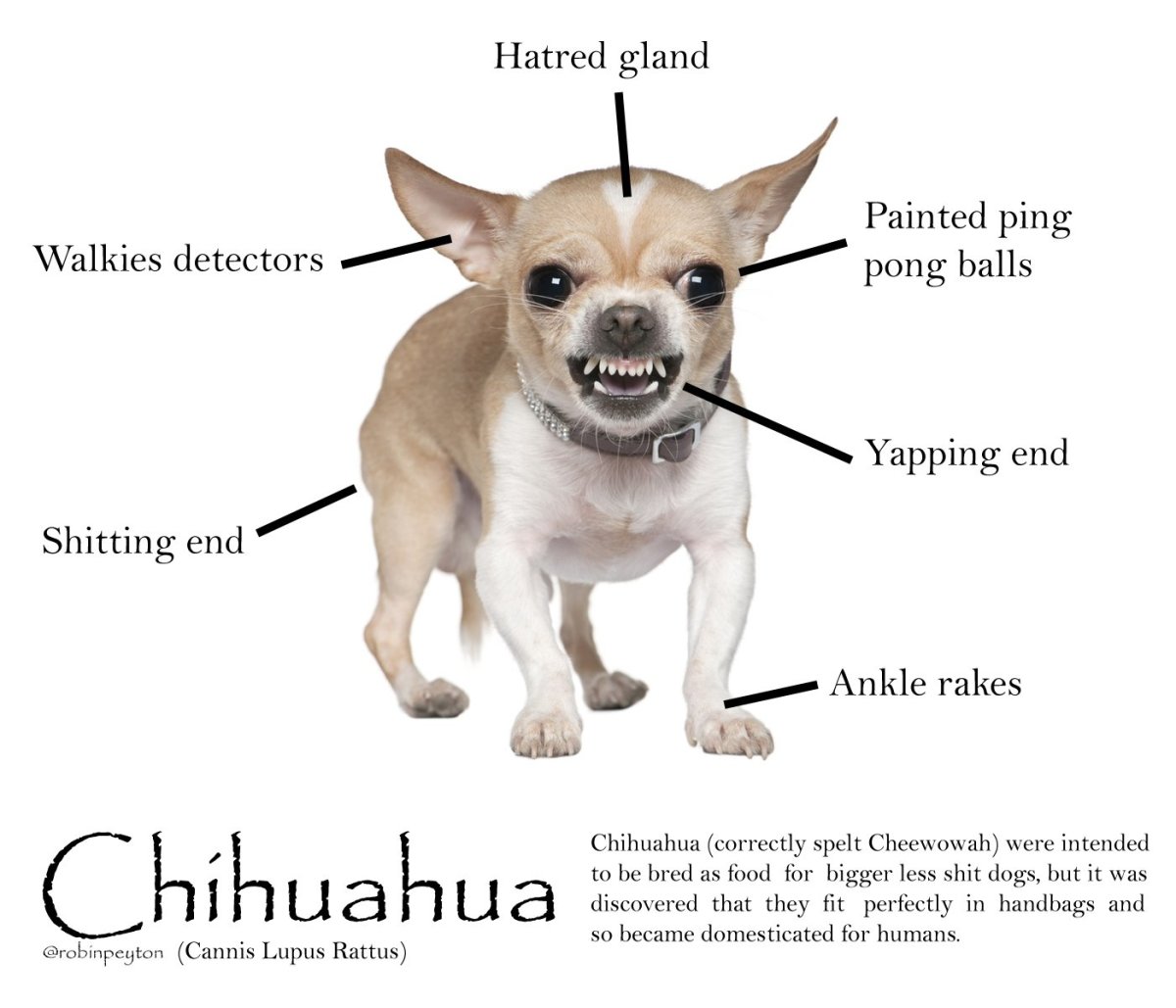 Помесь корги и МОПСА