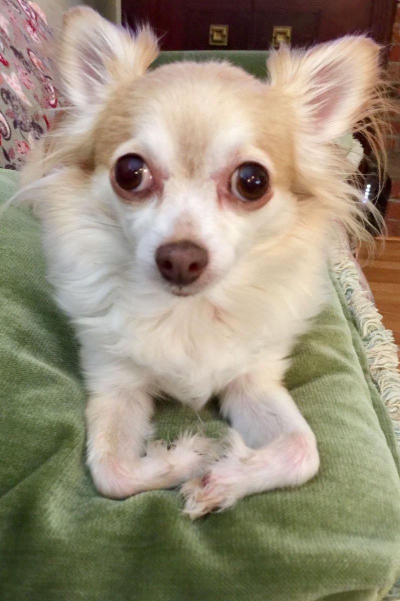 Смесь корги и чихуахуа