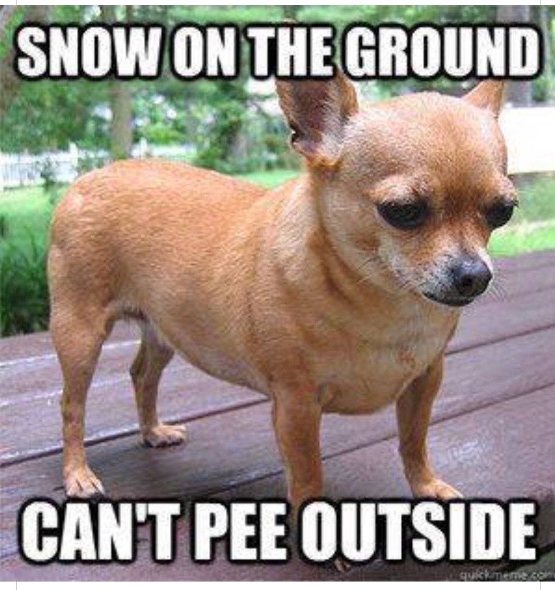 Мэйпл порода