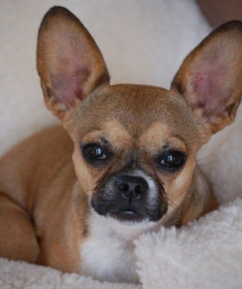 Папильон терьер