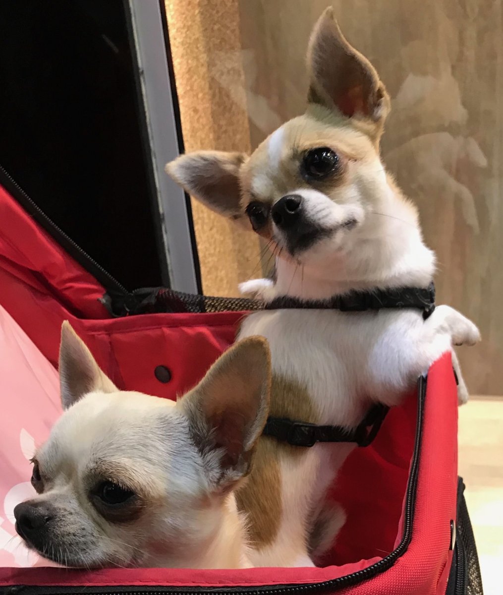 Чихуахуа Пуппи