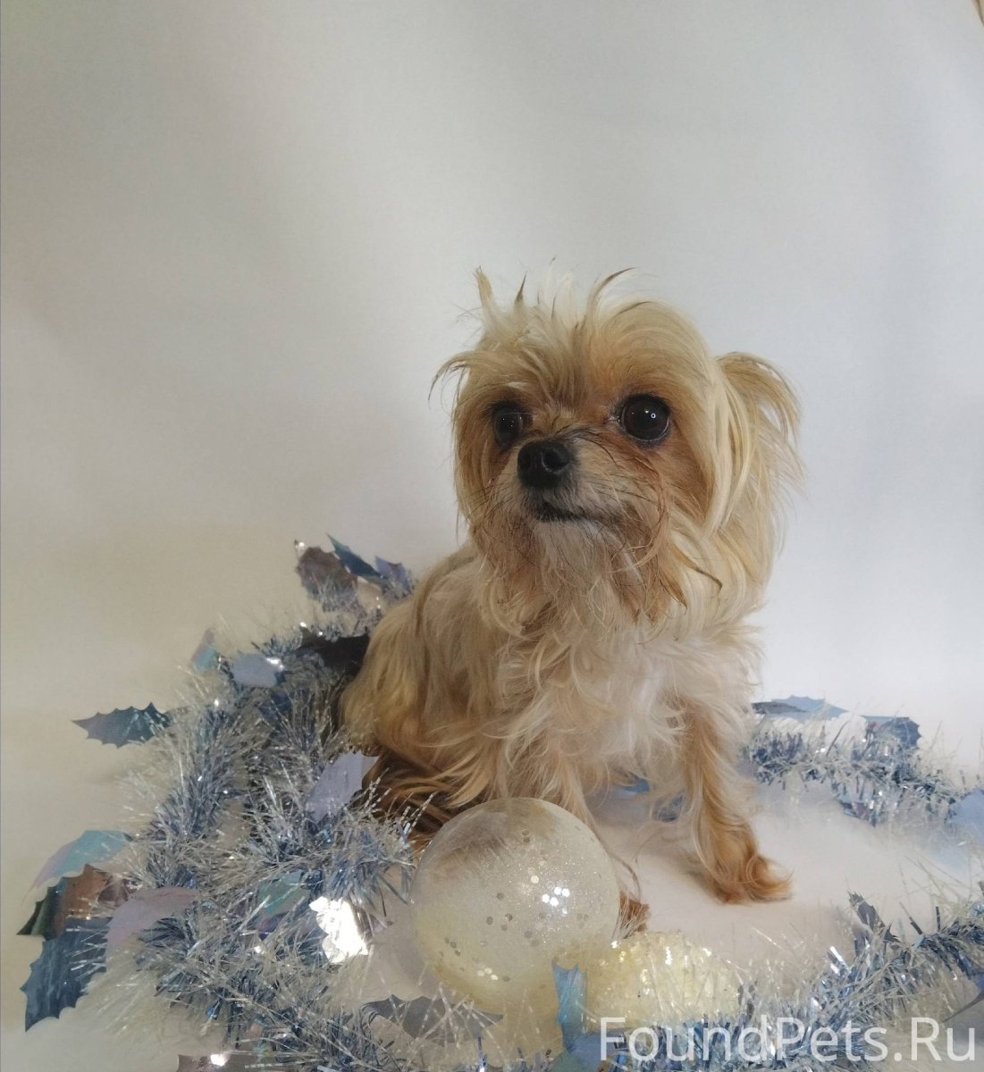 Чихуахуа пудель микс