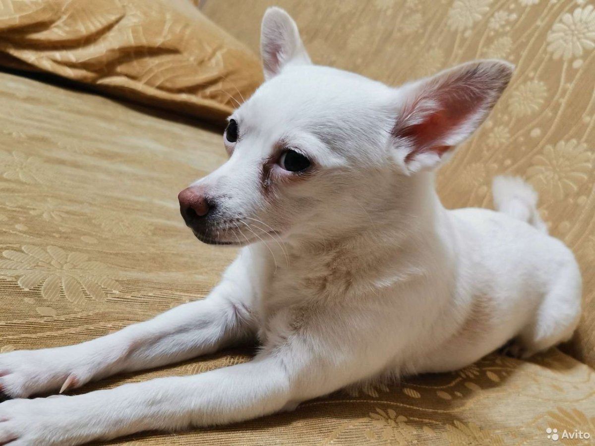 Помесь шпица и МОПСА